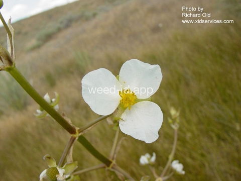 arrowhead, wedgeleaf
